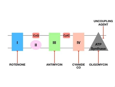 inhibitors of electron transport chain ppt|4.3: Electron transport chain (ETC) .